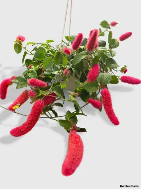 Chenille Acalypha Hispida 'Red Hot Cat's Tail'