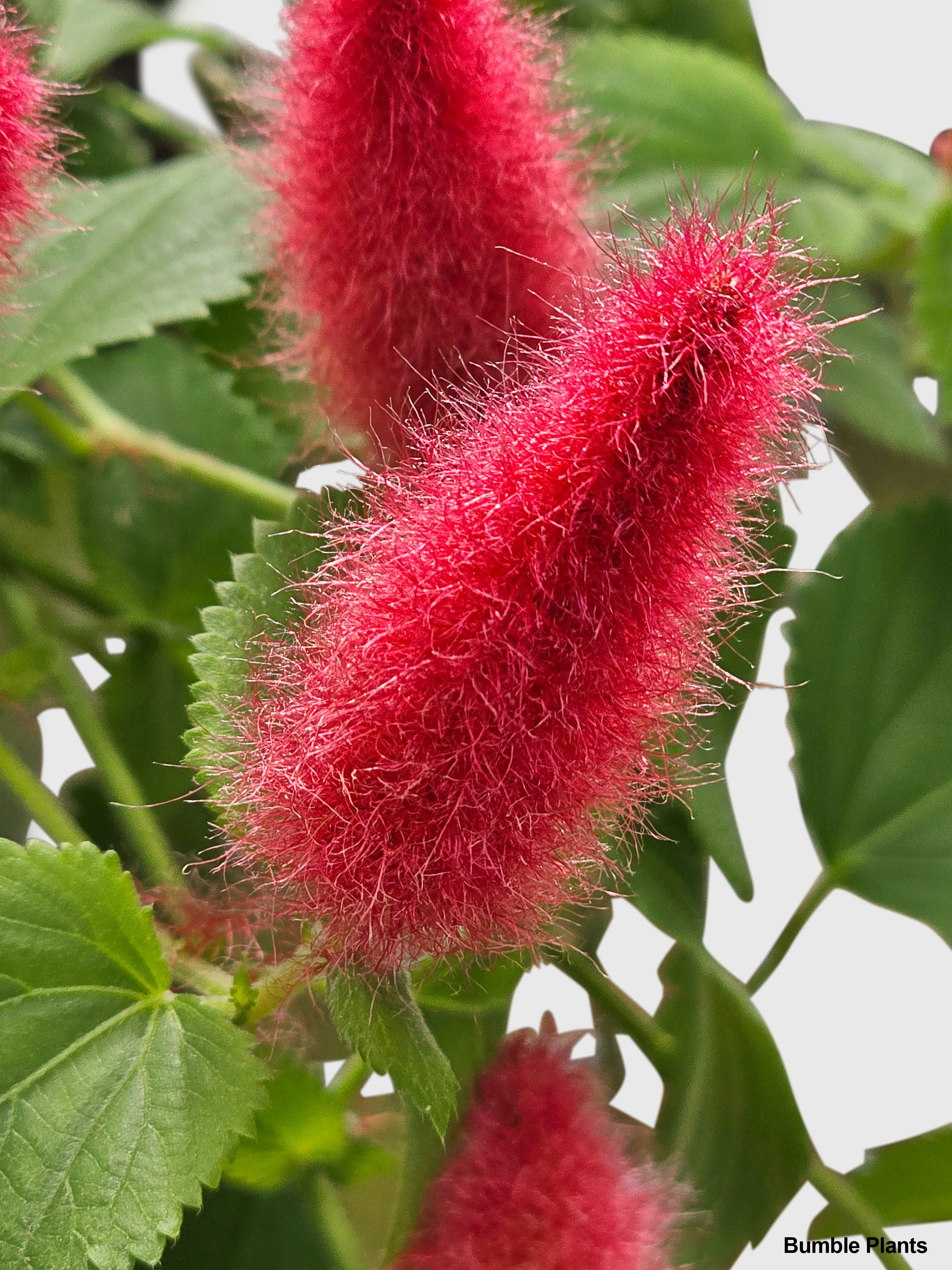 Chenille Acalypha Hispida 'Red Hot Cat's Tail'