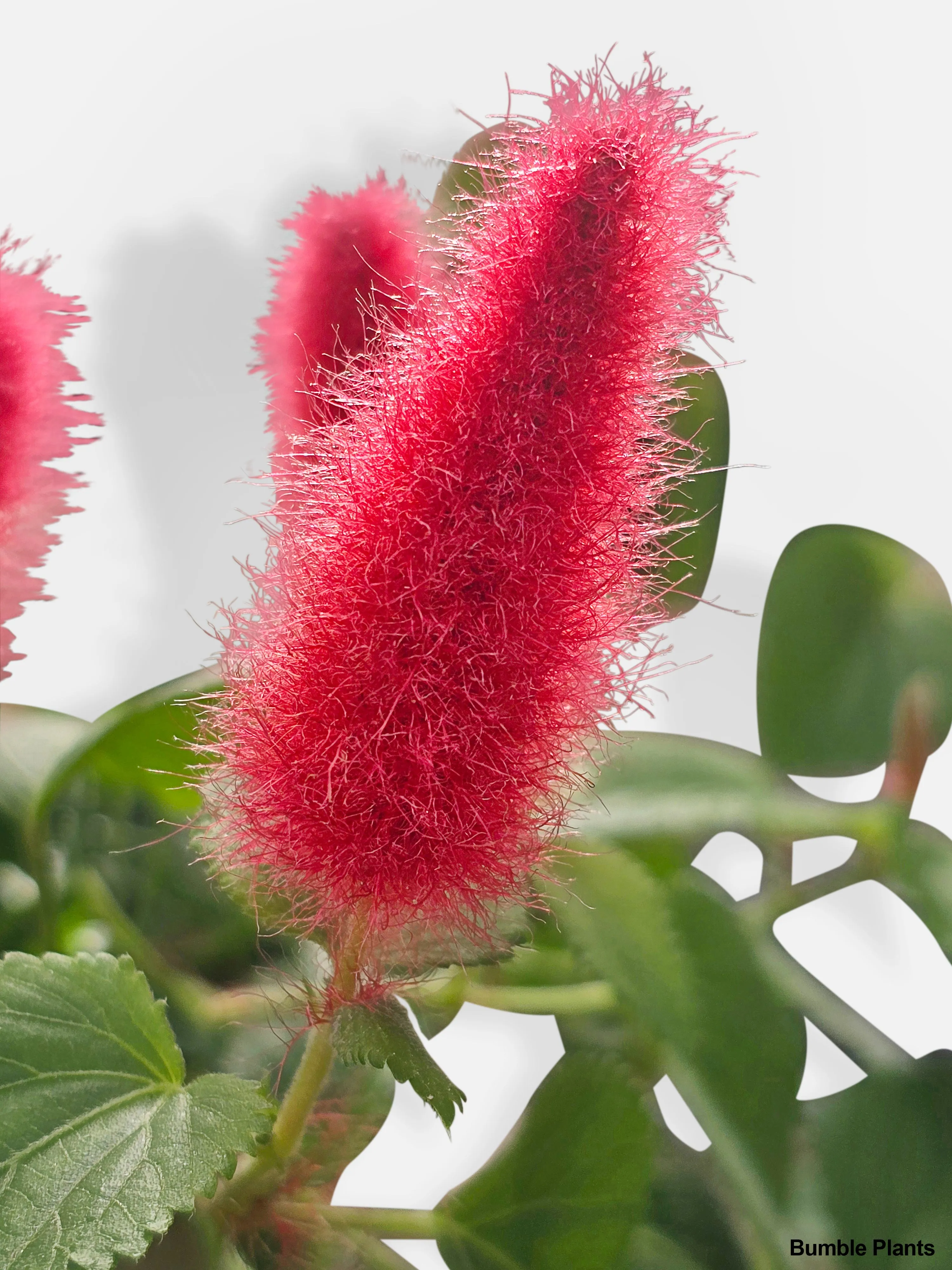 Chenille Acalypha Hispida 'Red Hot Cat's Tail'