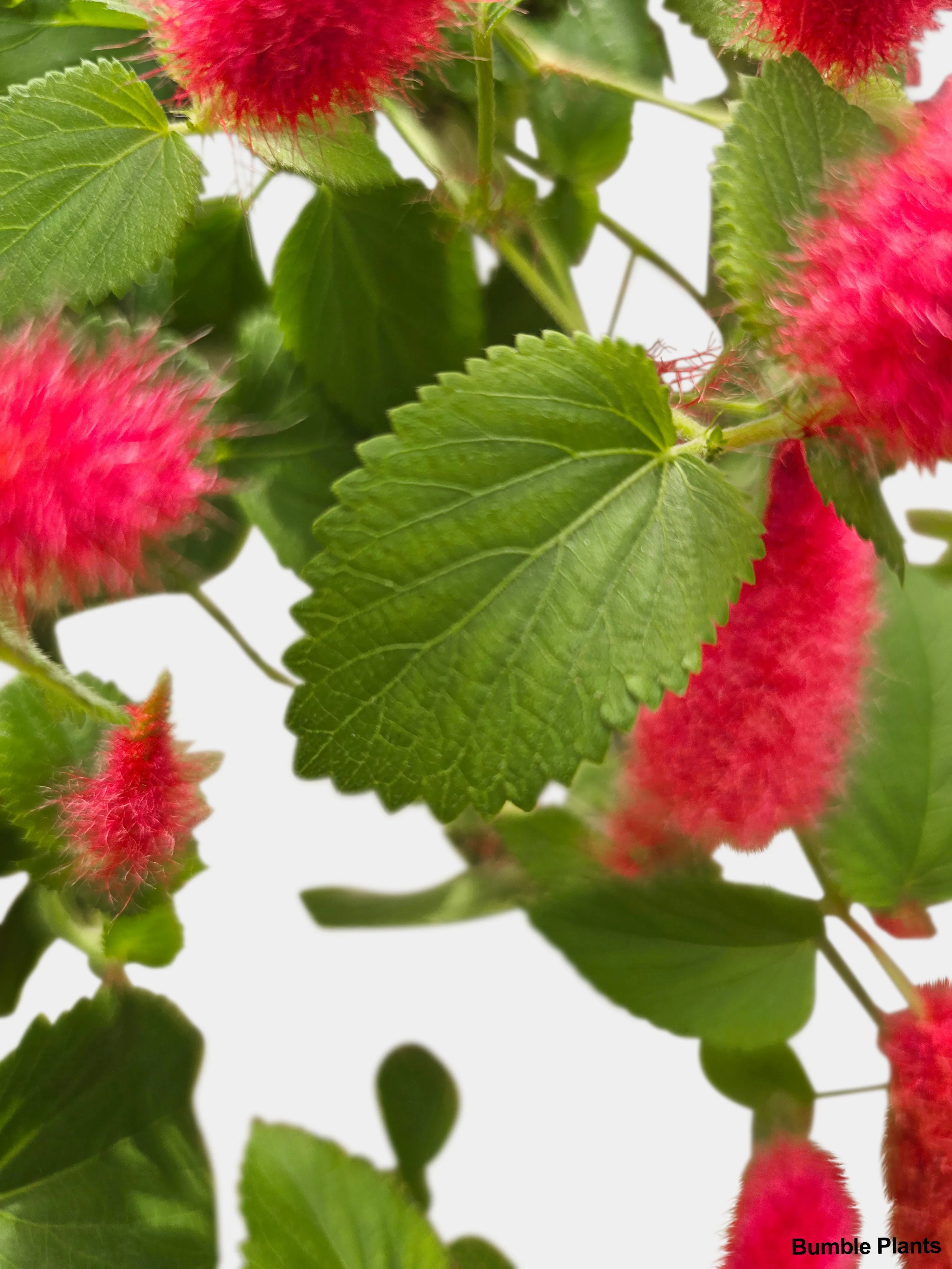 Chenille Acalypha Hispida 'Red Hot Cat's Tail'