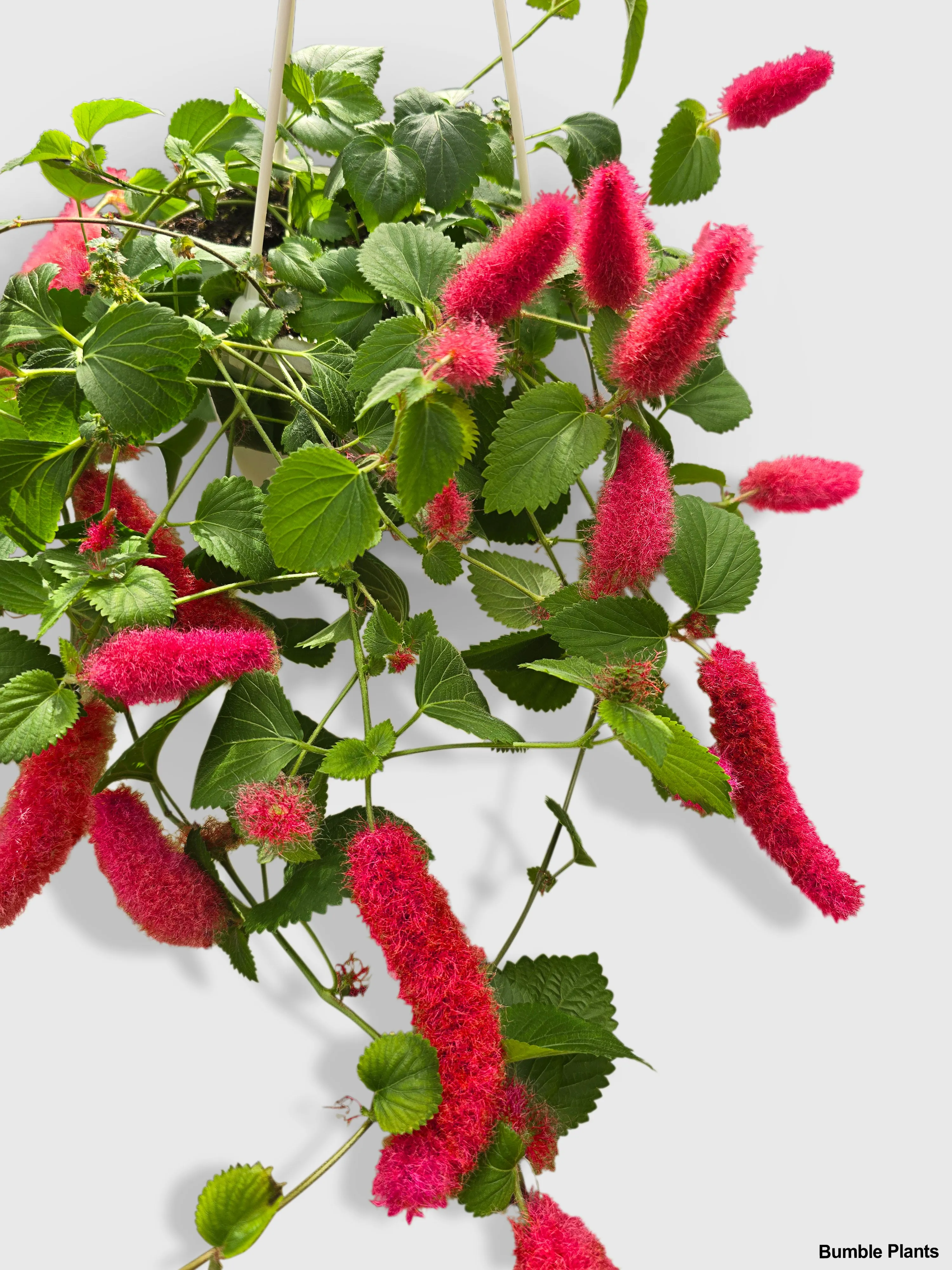 Chenille Acalypha Hispida 'Red Hot Cat's Tail'