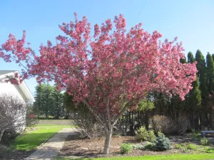 Crabapple:  'Thunderchild' 7 Gal (Bl)