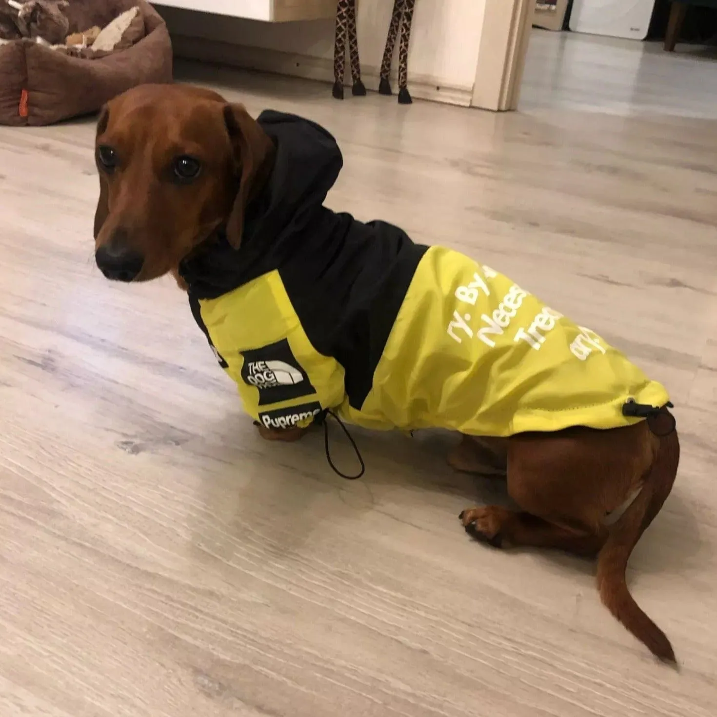 The Dog Face Dachshund Jacket