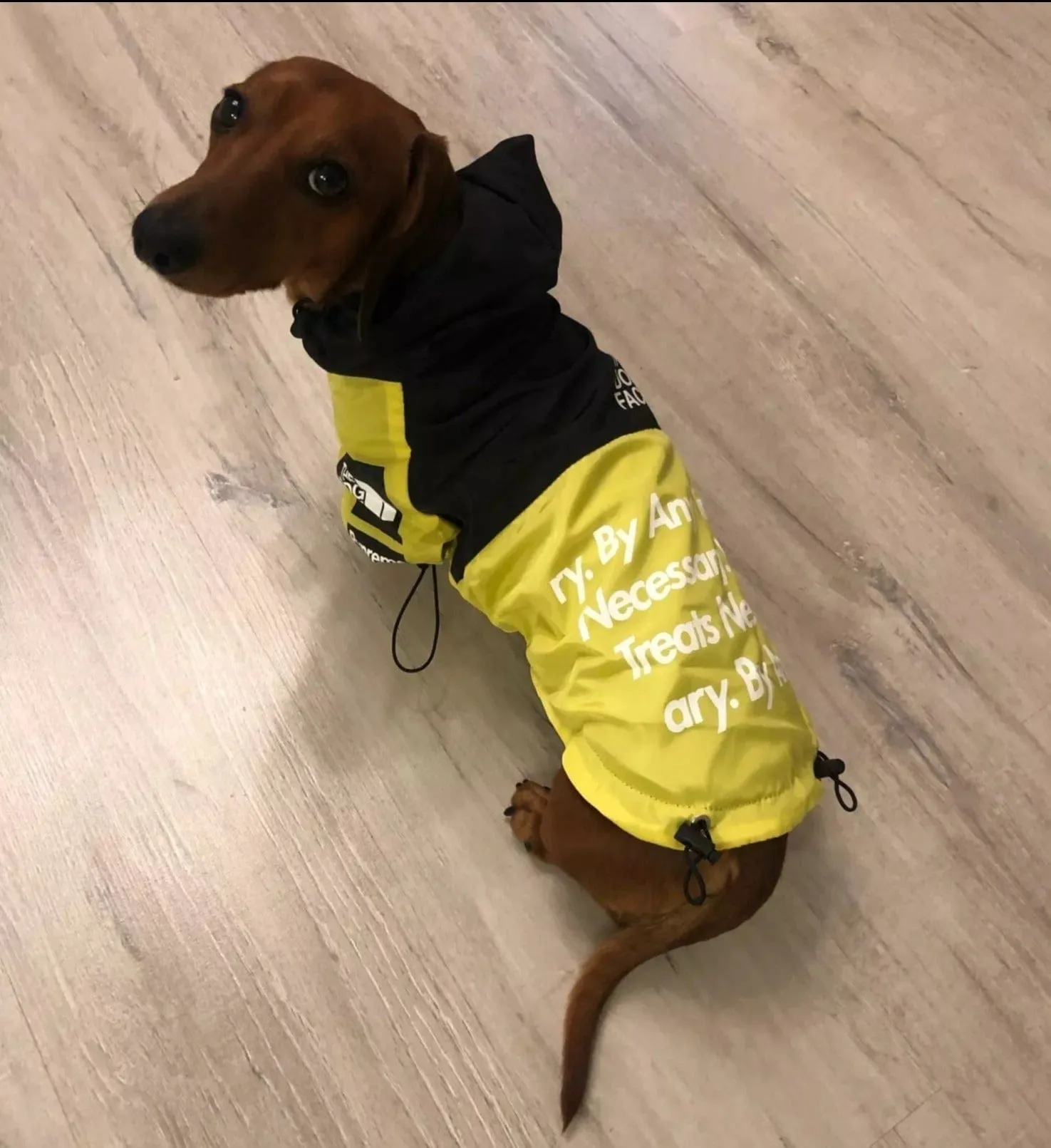 The Dog Face Dachshund Jacket