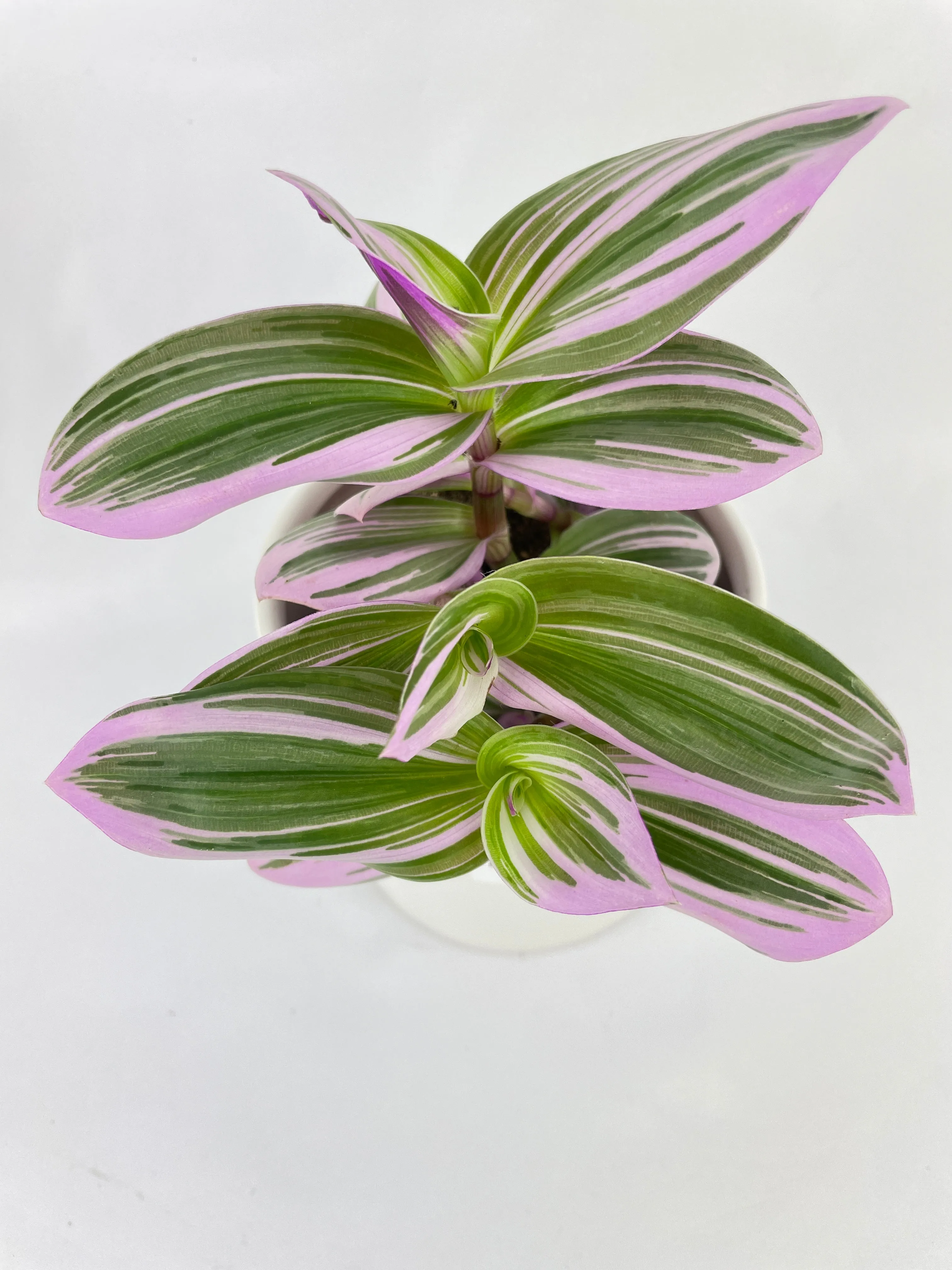 Tradescantia Bubblegum Lilac