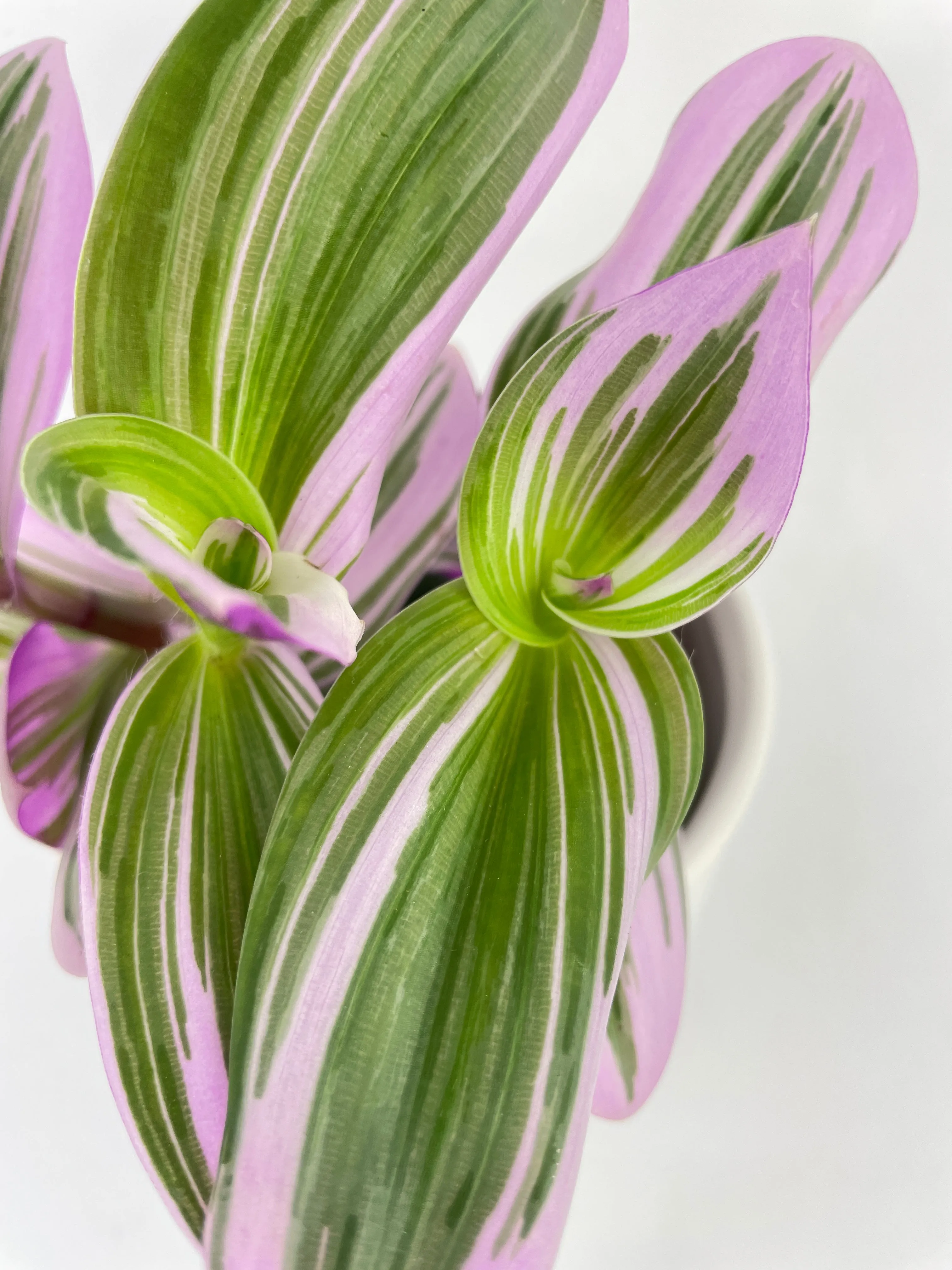 Tradescantia Bubblegum Lilac