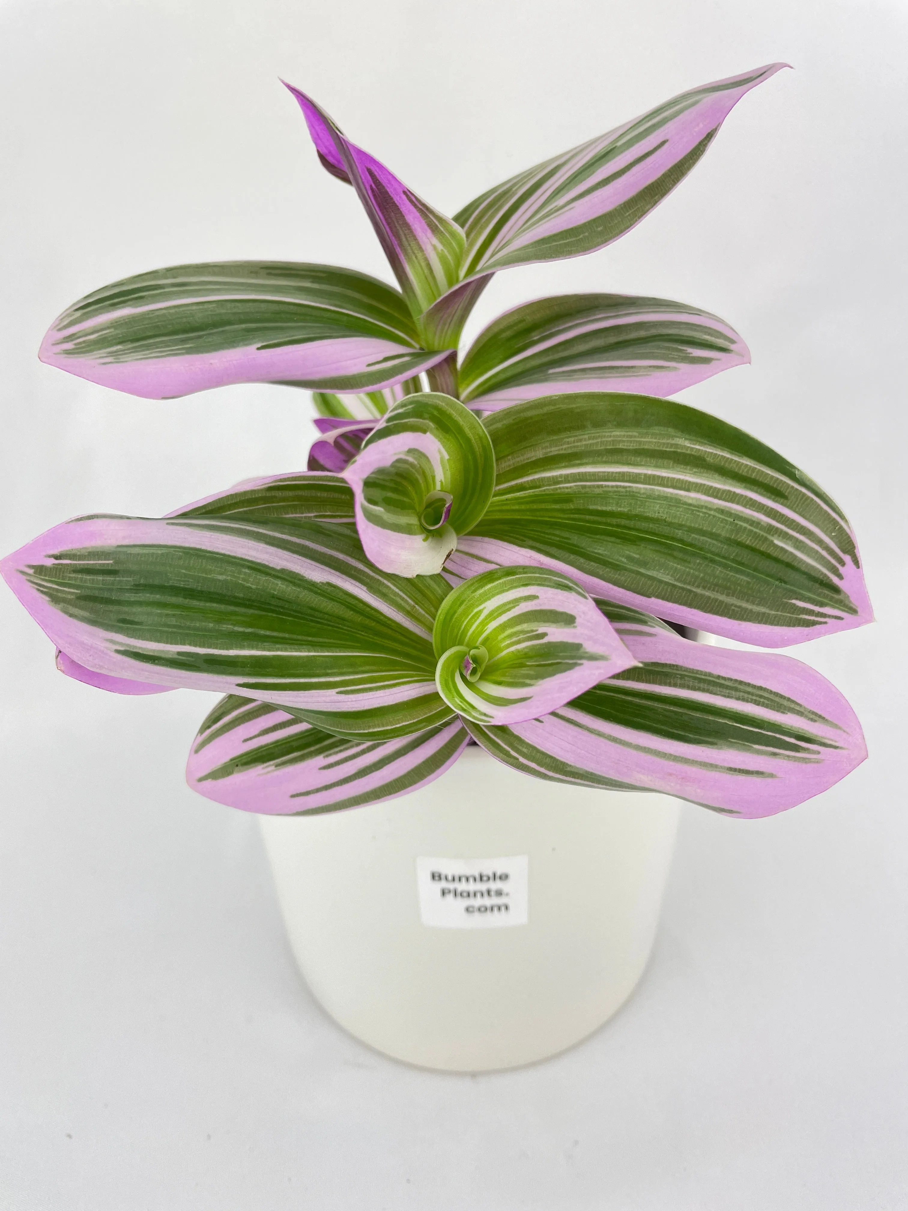 Tradescantia Bubblegum Lilac