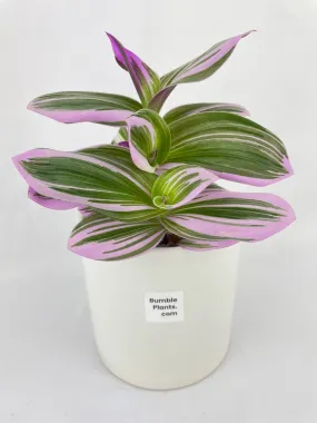 Tradescantia Bubblegum Lilac