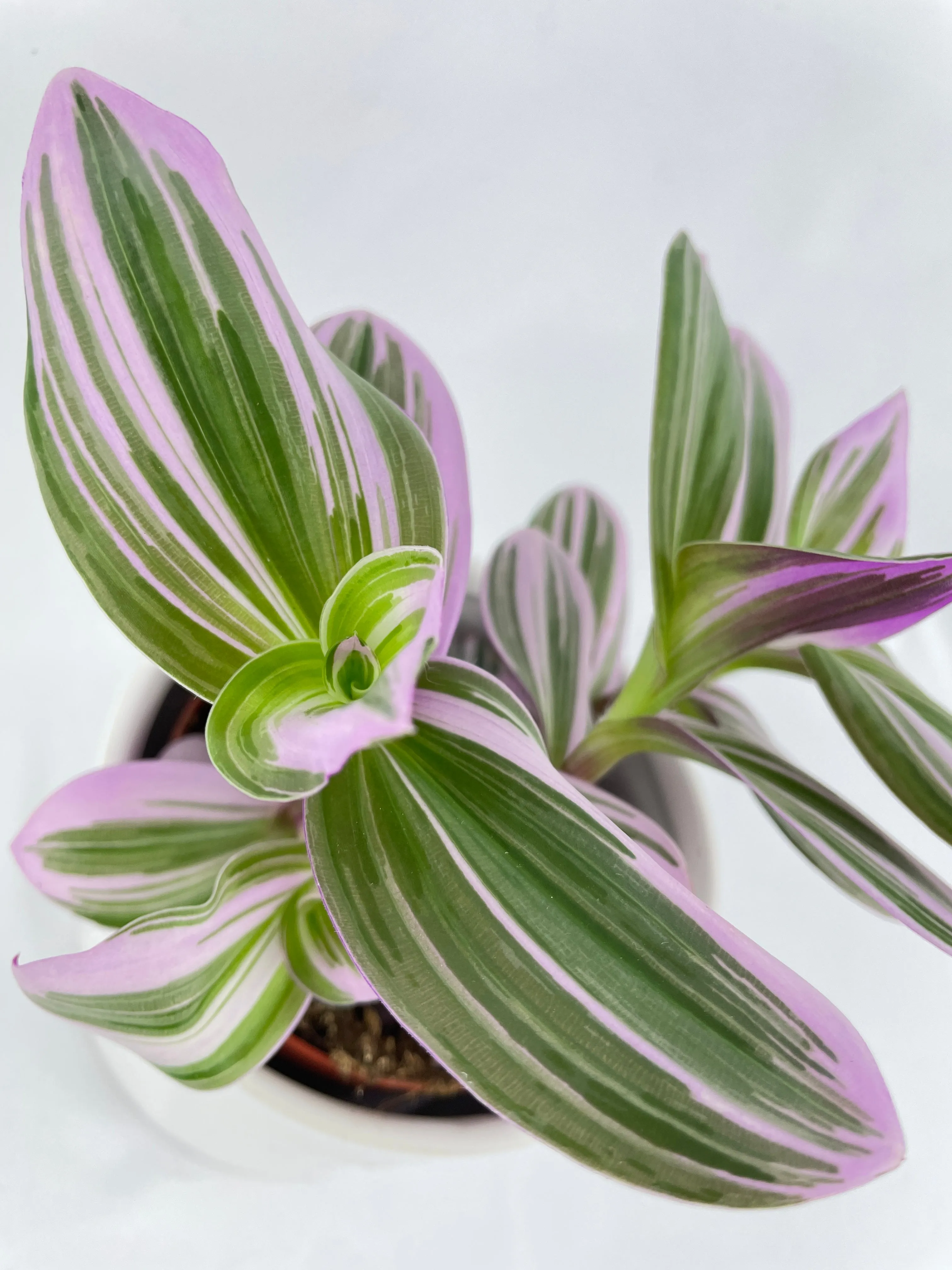 Tradescantia Bubblegum Lilac