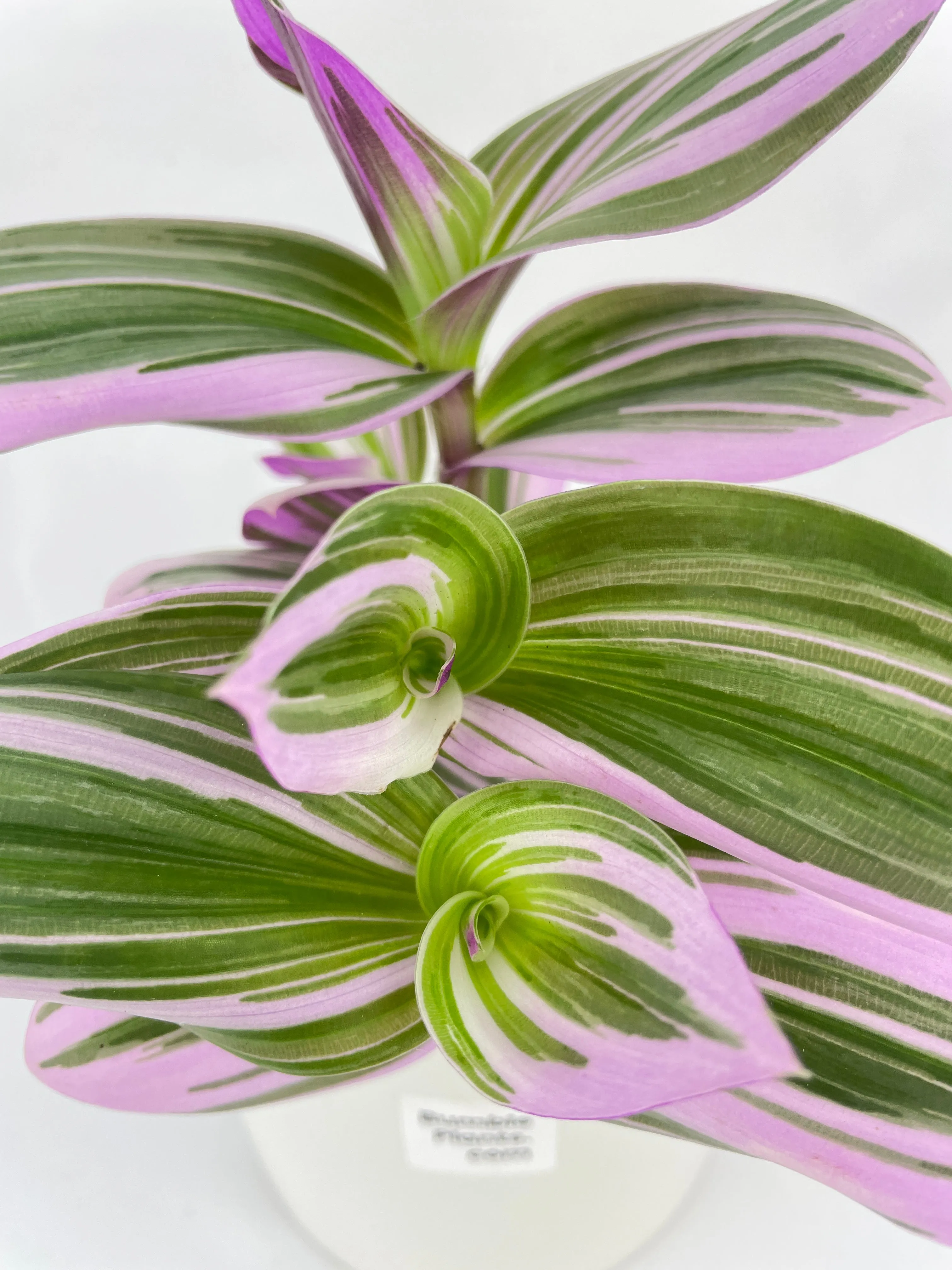 Tradescantia Bubblegum Lilac